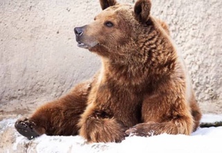 Медведь «Зузу» стал звездой Ташкентского зоопарка