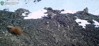 На территории Гиссарского заповедника в Кашкадарье впервые замечена группа из снежных барсов