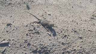 Қўриқхона ҳудудида ноёб жонивор - Қорахолдор калтакесак аниқланди