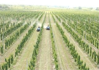 Samarqandda Аmir Temur bogʼlari qayta tiklanmoqda