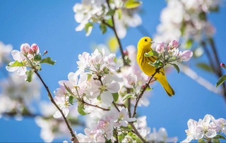 Каким будет первый месяц весны 2026 года в Узбекистане?