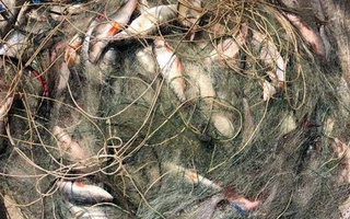 По два года лишения свободы за «великолепную» рыбалку