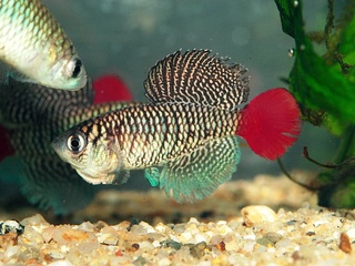 Mushaklarning qarishini sekinlashtirishning yangi usuli topildi