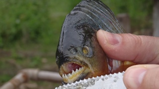 Qozog'istonda xavfli baliq topildi