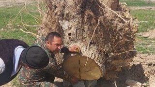 В Карши вырубили порядка 50 многолетних деревьев, ущерб 253 миллиона сумов