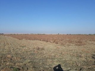 Пахтачида 4 та фермер хўжалиги раҳбарларига нисбатан нега чора кўрилди?