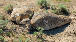 "Чўл гўзали" — йўрға тувалоқлар Навоийда кўпайтирилишини биласизми?