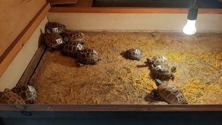 Navoiyda “Toshbaqalarni qutqarish” operatsiyasi muvaffaqiyatli oʻtkazildi