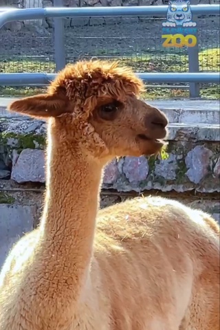 Toshkent hayvonot bogʻiga yangi hayvonlar olib kelindi