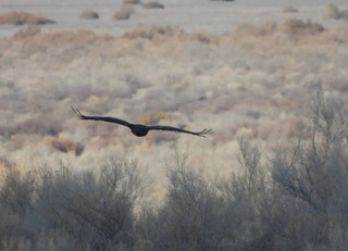 “Orolqum”da Qizil kitobga kiritilgan noyob qush suratga olindi