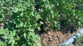 Пахта майдонлари уяли телефон орқали суғорилмоқда