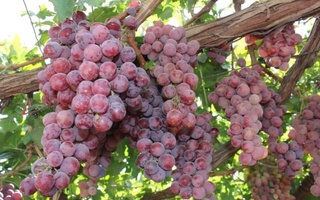 Сезон массового экспорта винограда начался в Узбекистане