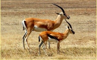 В Кыргызстан привезут 15 джейранов из Узбекистана