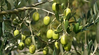 “Суюқ олтин” — ҳам шифо, ҳам даромад