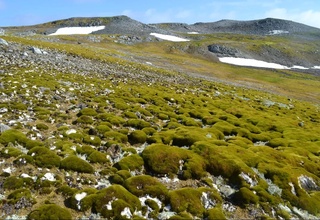 Antarctica is becoming green at a rapid pace; scientists have found