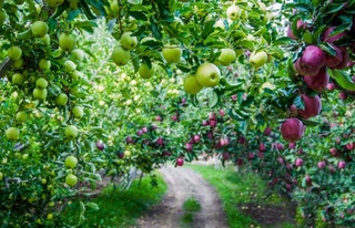 Кеңейип атырған бағлар ҳәм өсип баратырған базар