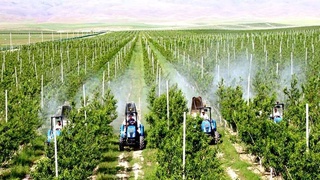 На интенсивное садоводство предоставляются субсидии