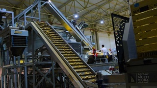 В Узбекистане создаются семенные запасы для посева картофеля в 2023 году