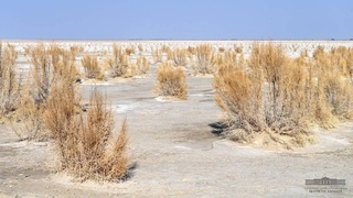 Арал: зона экологических инноваций