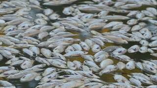 Aвстралияда миллионлаб чириган балиқлар дарёни тўсиб қўйди