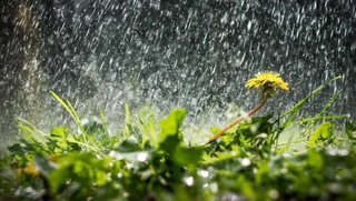 Ertaga baʼzi joylarda yomgʻir yogʻadi