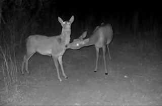 Bukhara deer and a reed cat were caught in the frame of a camera trap