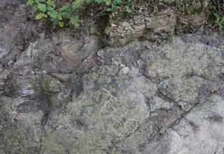 Xitoyda dinozavrning yangi izlari topildi