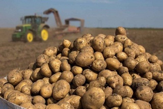 Цены на картофель в Узбекистане значительно ниже прошлогодних уровней и продолжают падать