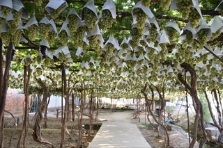 Oʻzbekistonda dam olish kunlari harorat koʻtariladi