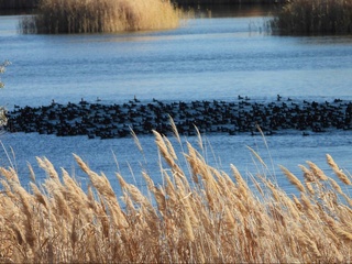 Систему озер Судочье официально включили в Номинацию водно-болотных угодий международного значения