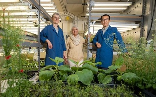 Олимлар ўсимликларни иқлим ўзгаришларига дош бериши учун уларга аспирин ишлаб чиқаришни "ўргатишди"