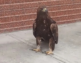 Choʻl burgutining hayoti saqlab qolindi