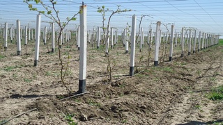 Жиззах вилоятининг бир нечта туманлари боғдорчилик ва узумчиликка ихтисослаштирилади