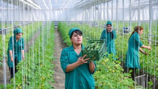 Ойнали иссиқхона: 1 фоиз  ёруғлик 1 фоиз ҳосил