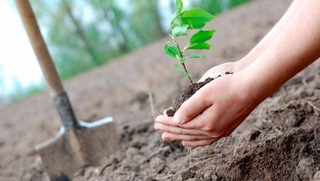 The republican eco-championship "New Tree - new breath" will be held in Uzbekistan