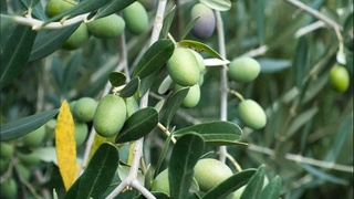 Мадридтегі  Халықаралық зәйтүн кеңесінің штаб-пәтерінде Өзбекстан туы көтеріледі!