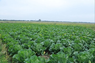 Кечки ҳосил хонадонларга барака бўлиб кирмоқда