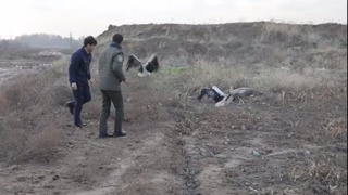 Тошкентдаги хонадонлардан бирида сақланаётган Туркистон оқ лайлаклари қўйиб юборилди