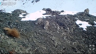 Тарихда биринчи марта 4 та қор қоплони гуруҳи кузатилди