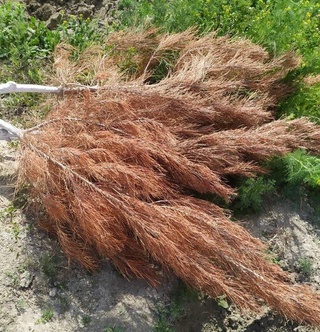 Председатель махалли оштрафован за ненадлежащий уход за саженцами