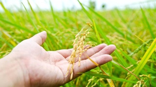 Рисоводство: Качественно новый этап