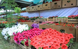 Намангон ба Бишкек 500 000 гул туҳфа мекунад