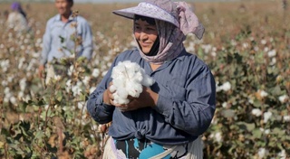 ОАВ вакиллари пахта далаларида