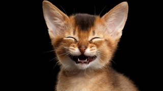 Nomaʼlum homiy tomonidan Ermitaj mushuklariga meros qoldirildi 