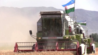 Хирмон тўлиб тўкилар дон