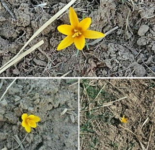 Qashqadaryoda boychechak ochildi