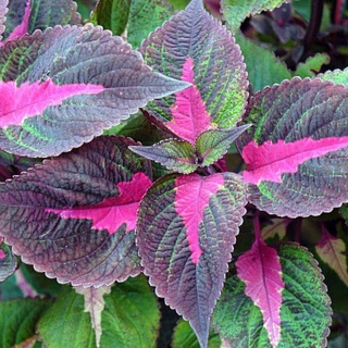 O'zbekistonda perilla dorivor o'simligi yetishtirilmoqda