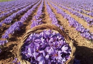 Бахмал туманида заъфарон етиштириш ва қайта ишлашни йўлга қўйиш учун 30 миллион доллардан зиёд маблағ ажратилади