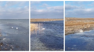 Қозоғистондаги Қоракўл кўлида парранда гриппи вирусининг тарқалиши оқибатида юзлаб оққуш нобуд бўлди