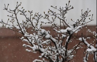 25-27 февралда кутилаётган совуқлар мевали дарахтларнинг ёзилган куртаклари ва гулларига зарар етказади